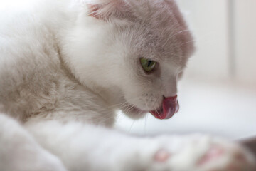 Lop-eared white cat with green eyes licks its lips