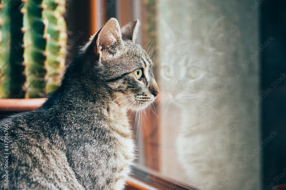 Sticker Tabby cat indoors. One of the ears is cut, representing that it's spayed / neutered. 