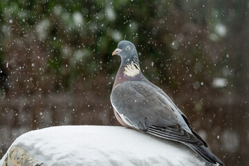 bird in the snow