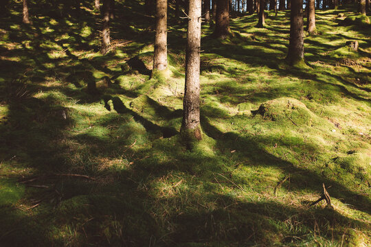 Sun shining on mossy forest ground