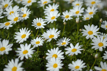 Flora of Gran Canaria -  Argyranthemum, marguerite daisy endemic to the Canary Islands
