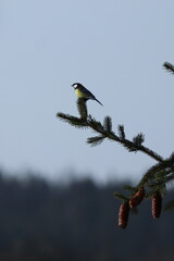 tit sitting on a spruce branch with a pine cone