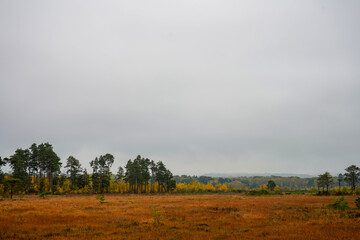 Grey sky over heathland and pine trees