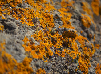 Bright yellow orange Caloplaca marina aka Orange Sea Lichen on rock, recent rains revived the vegetative body, natural macro background
