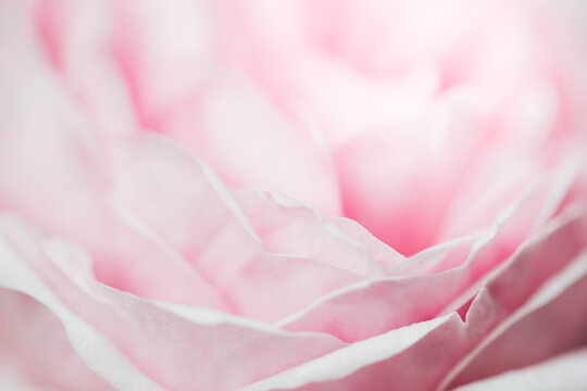 Delicate pink flower closeup for background. © belyaaa