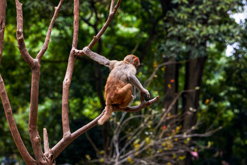 A group of monkeys scratching and living in groups on Monkey Mountain