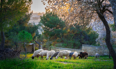 Beautiful view of sheep grazing under a blossoming almond tree on the Mount of Olives, with the...