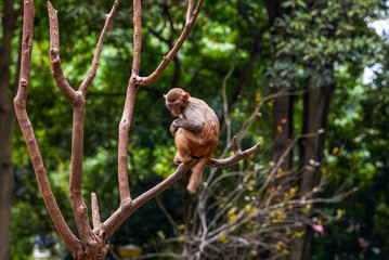A group of monkeys scratching and living in groups on Monkey Mountain