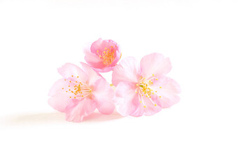 Obraz na płótnie Canvas 桜の花　白バック
