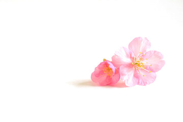 Fototapeta na wymiar 桜の花　白バック