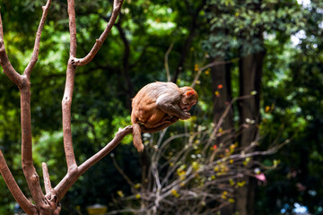 A group of monkeys scratching and living in groups on Monkey Mountain