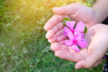 Top view of child hands holding purple pink flowers with copy space. Kindness, caring, giving love...