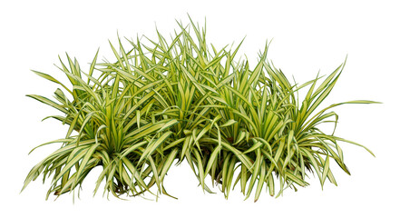 Tropical plant flower bush tree isolated on white background with clipping path