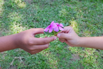 Child hand giving purple pink flowers with copy space. Friendship, kindness, caring, giving love and care concept.