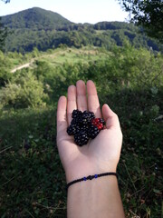 holding delicious blackberries in hand
