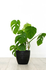 monstera house plant in white interior. vertical.,