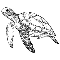 Fototapeta premium Graphic turtle. Vector . Isolated on a white background