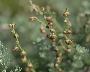 Flora of Gran Canaria - Artemisia reptans, wormwood species listed as protected on Canary Islands, natural macro floral background