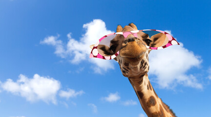 animal, nature and wildlife concept - funny giraffe in sunglasses over blue sky and clouds on...