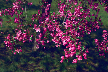 Beautiful pink blossom in spring time in sunny day.