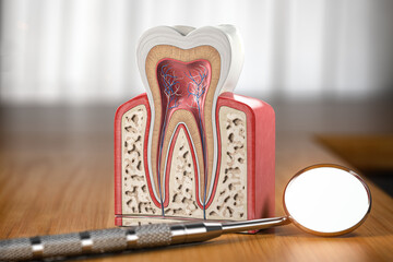 Tooth model cross section with dental mirror tool on wooden table. Close up. Dental treatment and hygiene concept. - 417319333