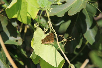 葉の上に乗っているシータテハ