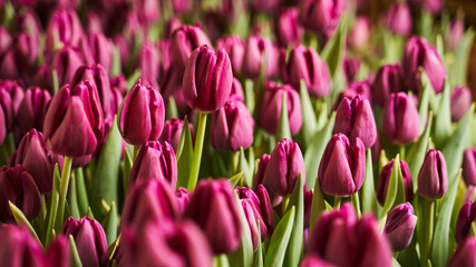 background. purple buds of Dutch tulips close in the garden