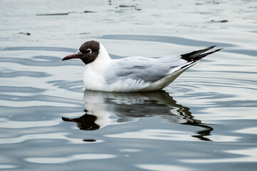 Beautiful seagull symmetrically reflected in water of lake