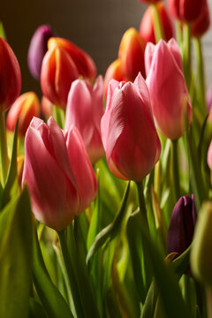 beautiful multi-colored tulips. selective focus. vertical photo