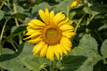 Sunflower on the field closeup. Authentic farm series.