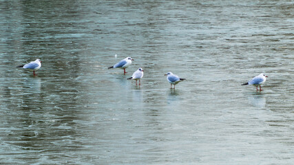 Group of seagulls standing on ice of frozen lake in winter