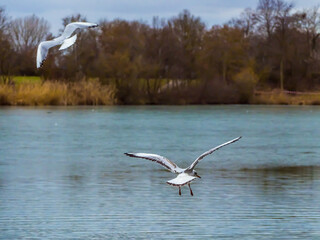Fototapeta premium Two seagulls flying over water surface of lake, autumn trees at lake