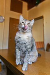 Tabby cat indoors. One of the ears is cut, representing that it's spayed.