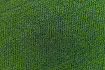 Aerial top view of an agriculture field in countryside on a spring day. Ukrainian landscapes. Green harvest field. Land covered with green grass. Green wheat field. Drone shot. © MONIUK ANDRII