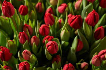 red delicate closed buds of Dutch tulips with green foliage grow in the garden bed. view from above