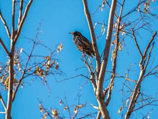  Starling sitting on tree, blue sky in background