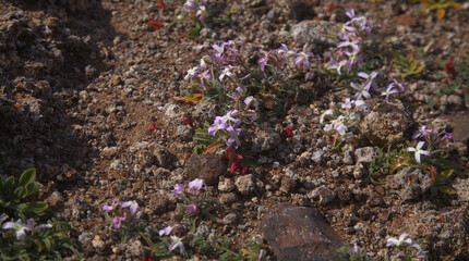 Flora of Gran Canaria -  Matthiola bolleana, Canary stock flower, endemic to the Canary Islands, very low-growing specimens 
growing on a windy mountain top