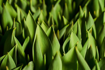 Obraz premium green leaves with sharp tips. beautiful green background