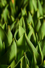 deciduous background. vertical photograph of wide leaves with sharp tips. green foliage with deep shadows. selective focus