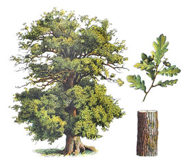 Eiche - Vintage Illustration von Larousse des 20. Jahrhunderts © Hein Nouwens