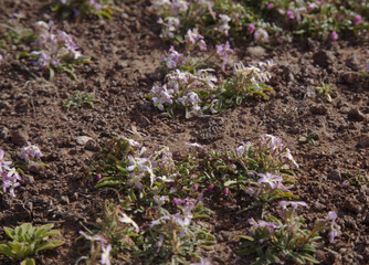 Flora of Gran Canaria -  Matthiola bolleana, Canary stock flower, endemic to the Canary Islands, very low-growing specimens 
growing on a windy mountain top
