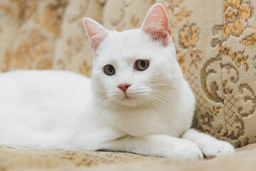 White cat playing on a vintage couch. 