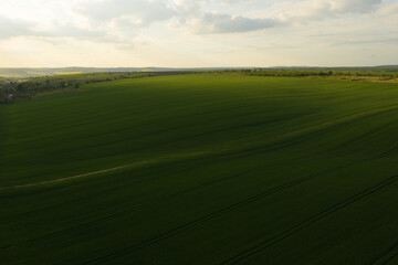 Beautiful horizon. Aerial view of an endless agriculture field in countryside and a blue cloudy sky. Ukrainian landscapes. Green harvest field. Land covered with green grass. Green wheat field.