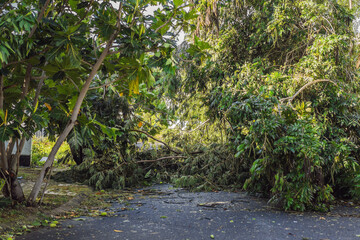 Trees damaged and uprooted after a violent storm. Trees have fallen in a residential village