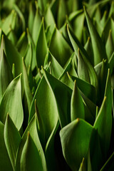 vertical background of tulip leaves with beautiful blue shadows and sharp leaf tips