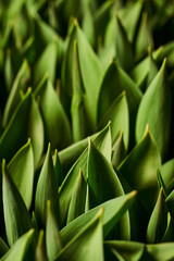 vertical green leafy background. beautiful background of tulip leaves with deep shadows.