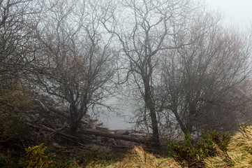 Fototapeta na wymiar paisaje, arboles a la orilla de un lago, un dia con mucha niebla.