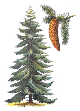 Norway spruce (Picea abies) - vintage illustration from Larousse du xxe siècle
