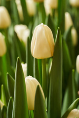 vertical background. white delicate Dutch tulip in young greenery.