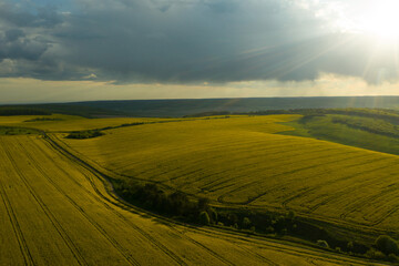 Obraz premium Beautiful horizon. Panoramic view of an agriculture field in countryside and a blue cloudy sky. Ukrainian landscapes. Yellow harvest field. Land covered with yellow wheat grass and green forests.